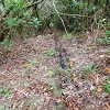 Plants: image 92 Of 208 Thumb